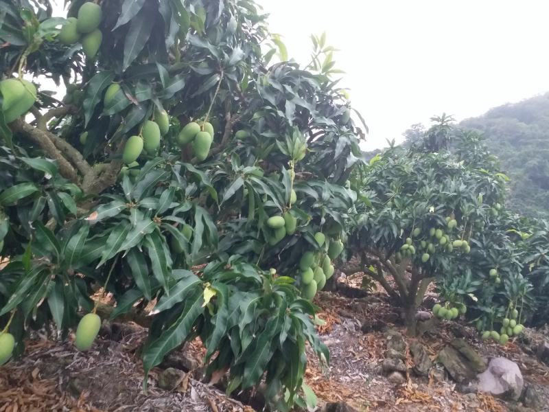 台农工厂加工果出售大量出货看您的实力说话大量出货需要的请