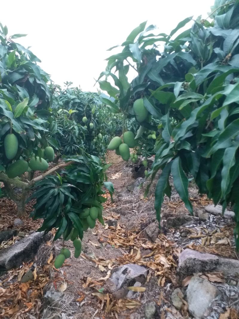 台农工厂加工果出售大量出货看您的实力说话大量出货需要的请