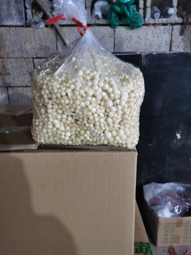 黄金针菇大量上市中，质量更好，精品黄金针菇多种包装！