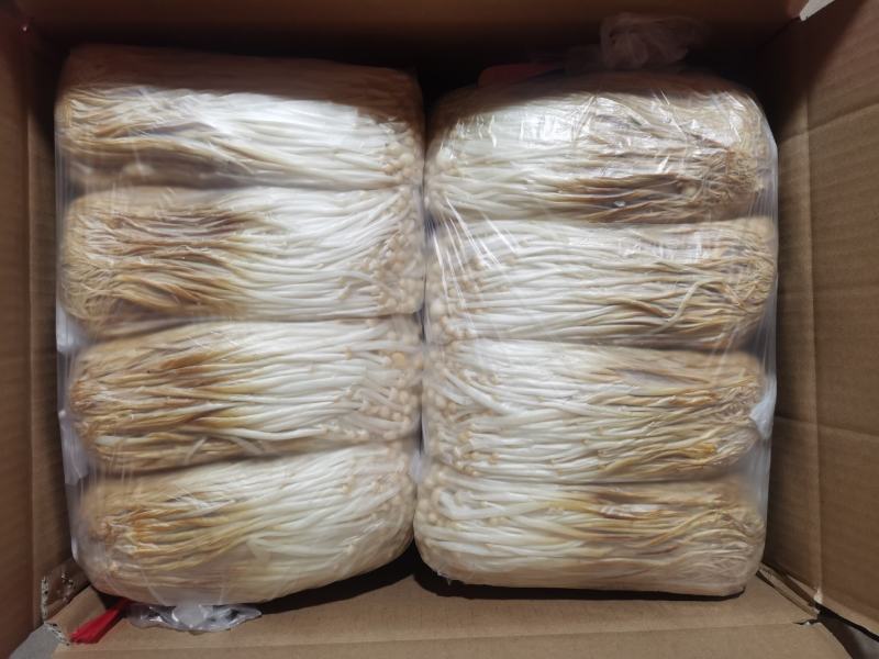 黄金针菇大量上市中，质量更好，精品黄金针菇多种包装！