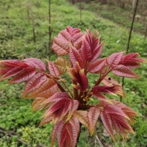 千亩红香椿基地红油香椿芽年后上市