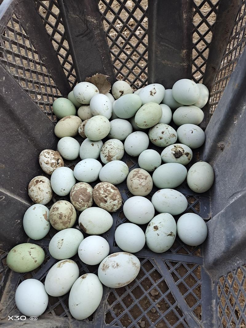 纯种下蛋绿壳蛋鸡，绿壳鸡种蛋