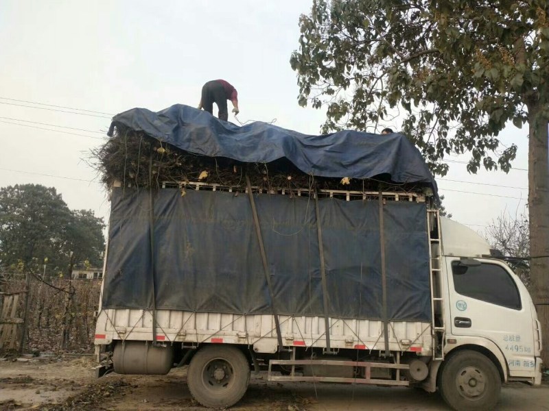 占地葡萄树，2到3的