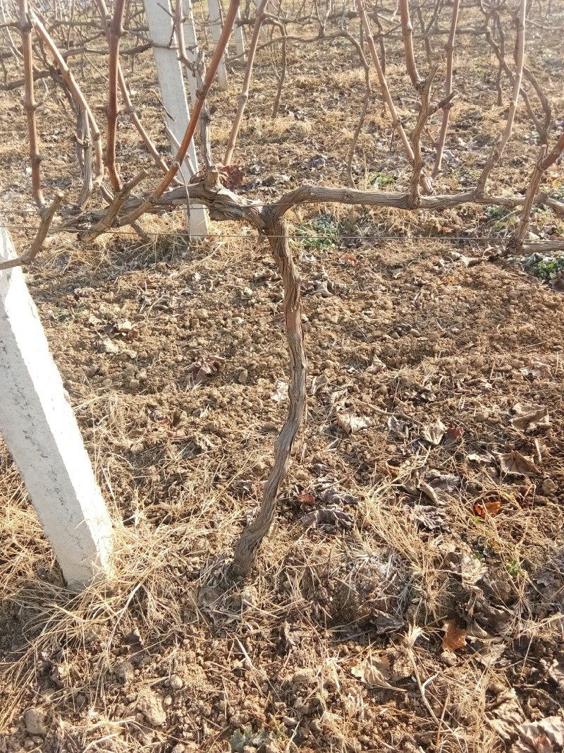 占地葡萄树，2到3的