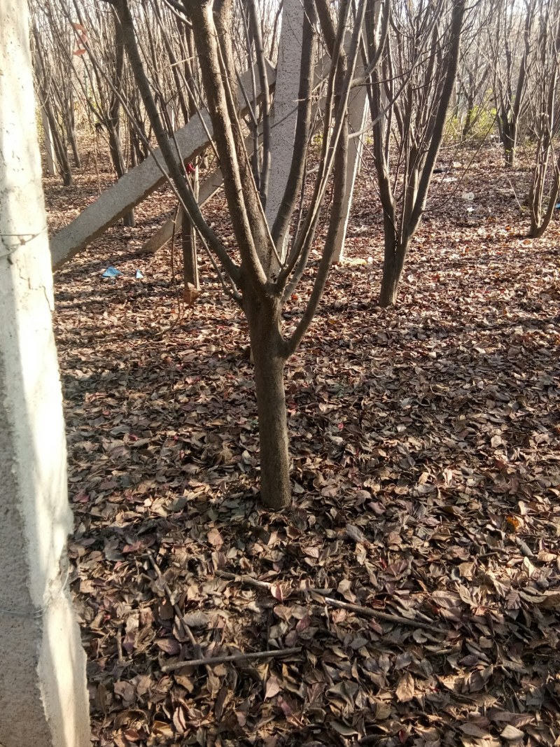 低分枝，从生红叶李，一千棵，便宜处理