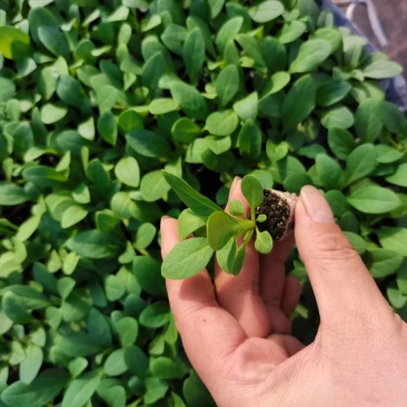牵牛花苗，基地直供，棵型丰满颜色齐全，量大从优郑州发货