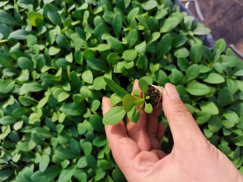 牵牛花苗，基地直供，棵型丰满颜色齐全，量大从优郑州发货