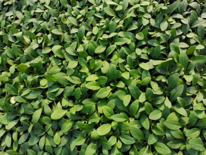 牵牛花苗，基地直供，棵型丰满颜色齐全，量大从优郑州发货
