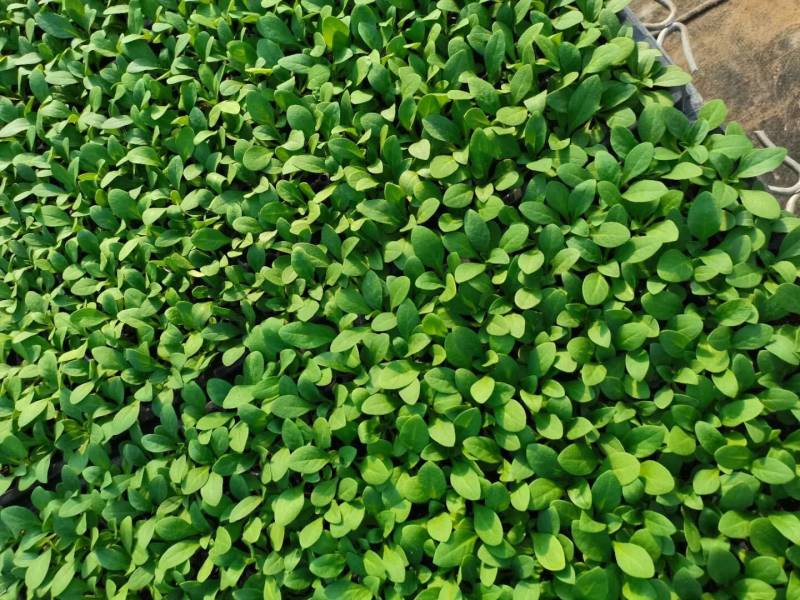 牵牛花苗，基地直供，棵型丰满颜色齐全，量大从优郑州发货
