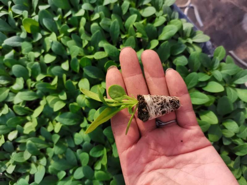 牵牛花苗，基地直供，棵型丰满颜色齐全，量大从优郑州发货