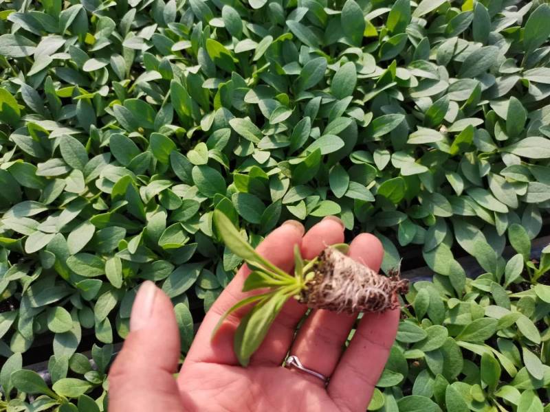 牵牛花苗，基地直供，棵型丰满颜色齐全，量大从优郑州发货