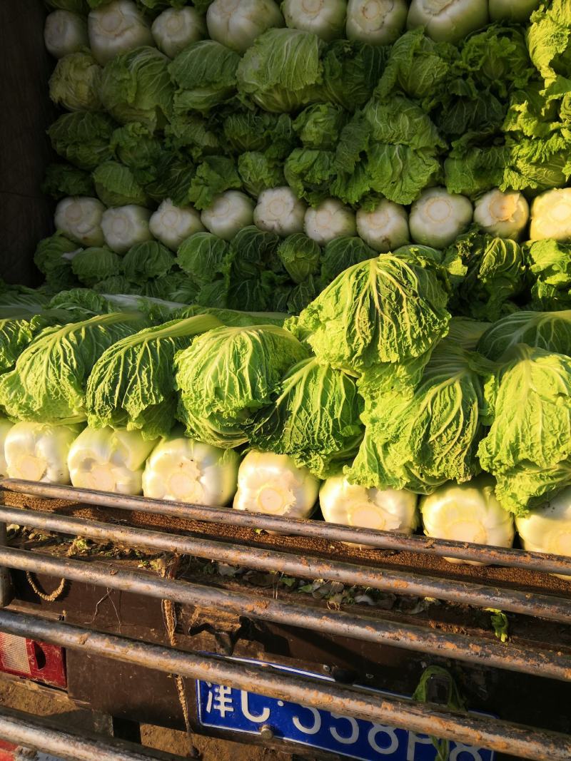 阳春白菜白菜河北白菜产地直销热卖价格实惠实力供应