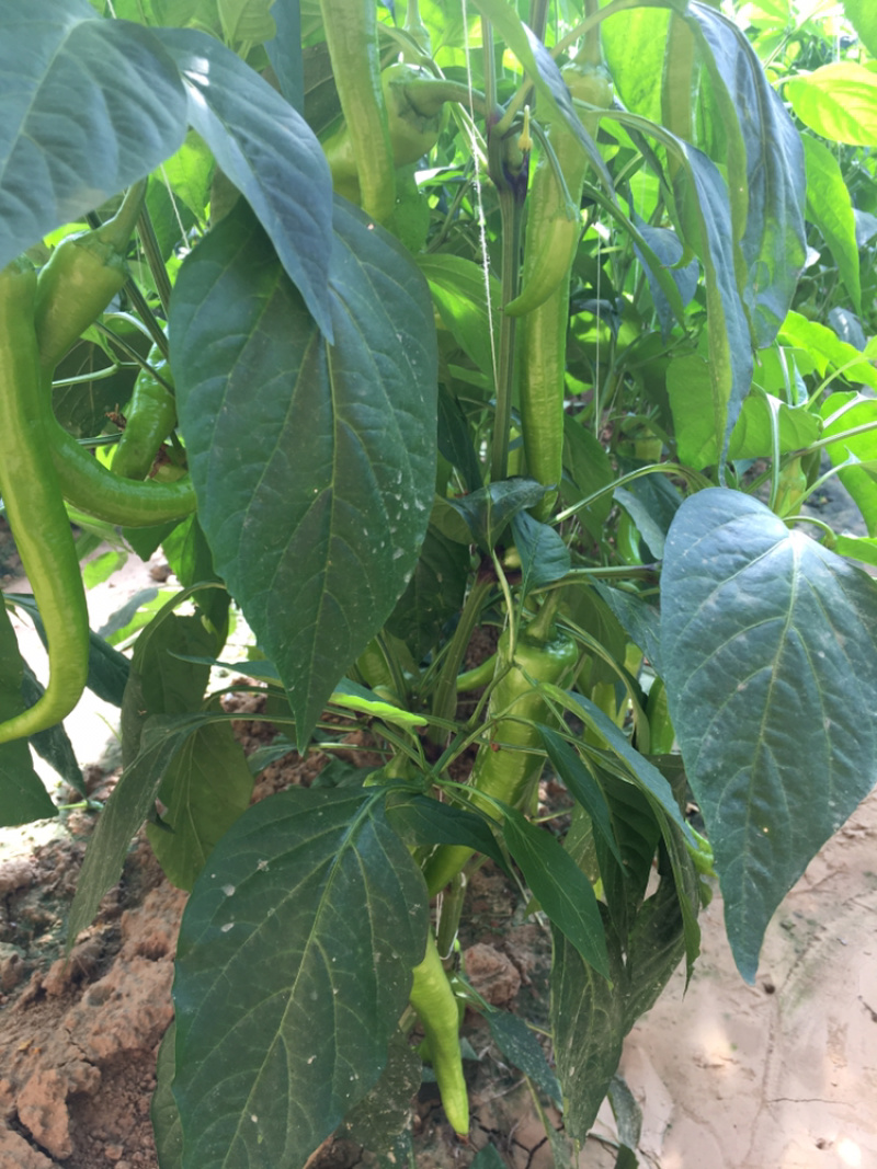 蔬菜基地，辣椒大量供应