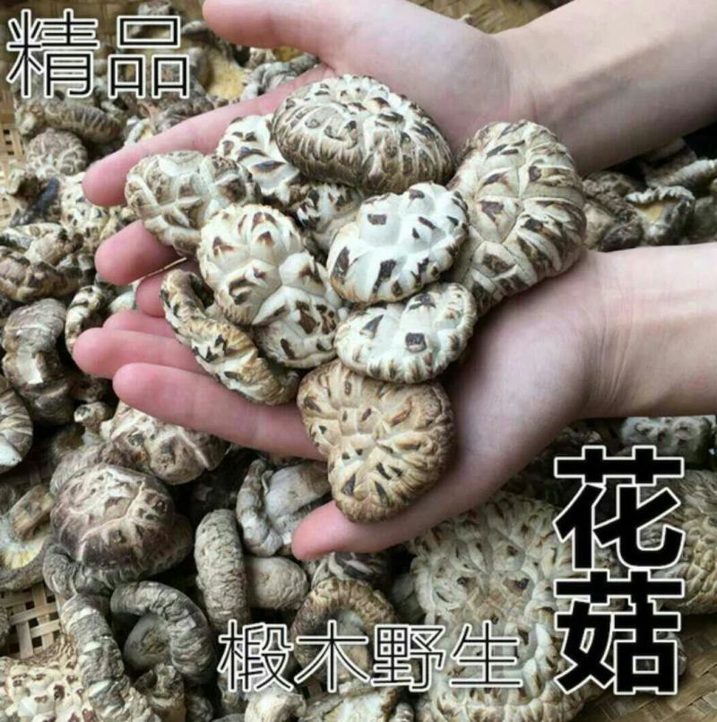 【武当山下仿野生花菇】野外山林野生花菇营养更丰富