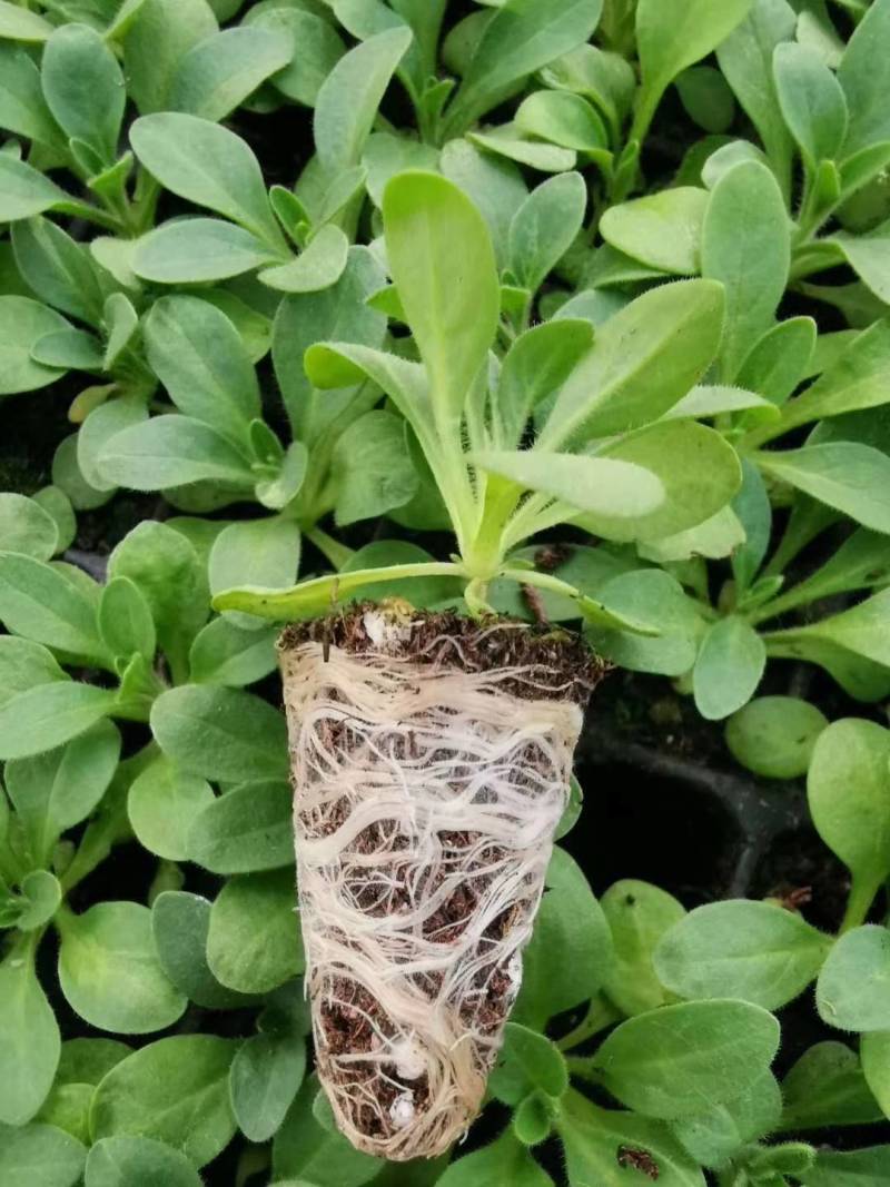 牵牛花苗，基地直供，棵型丰满颜色齐全，量大从优郑州发货