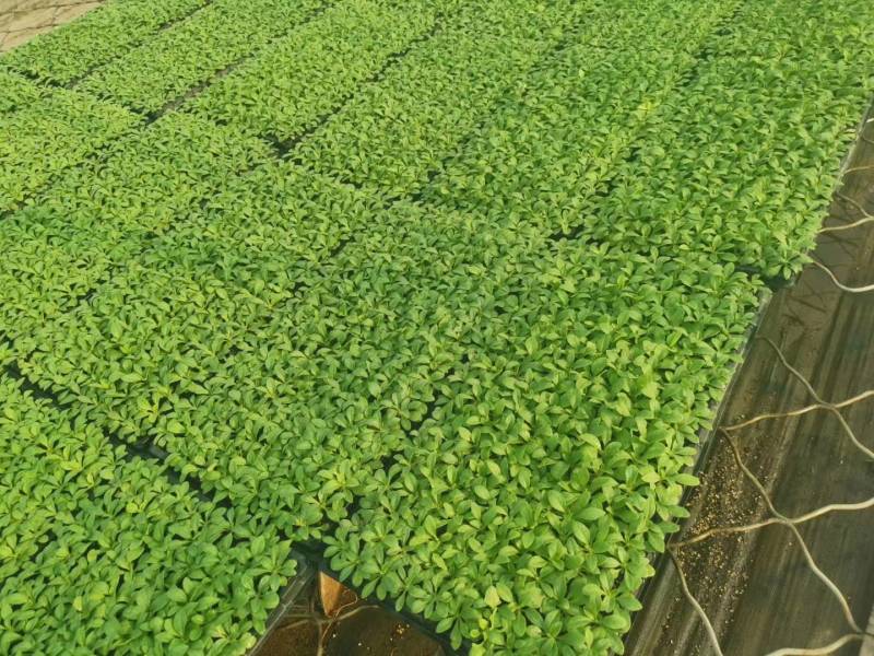 牵牛花苗，基地直供，棵型丰满颜色齐全，量大从优郑州发货