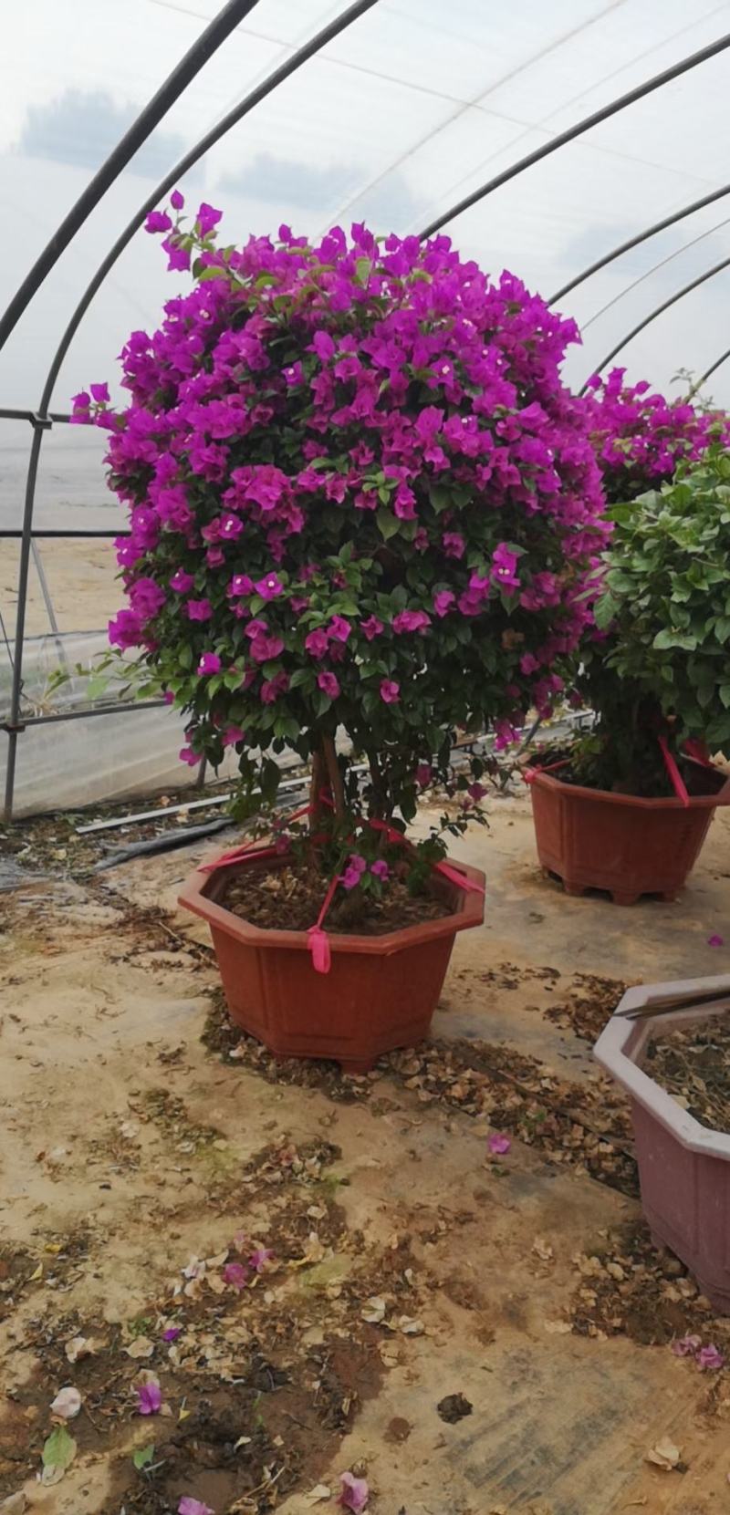 三角梅/开花神奇/颜色齐全/基地直销/保质保量