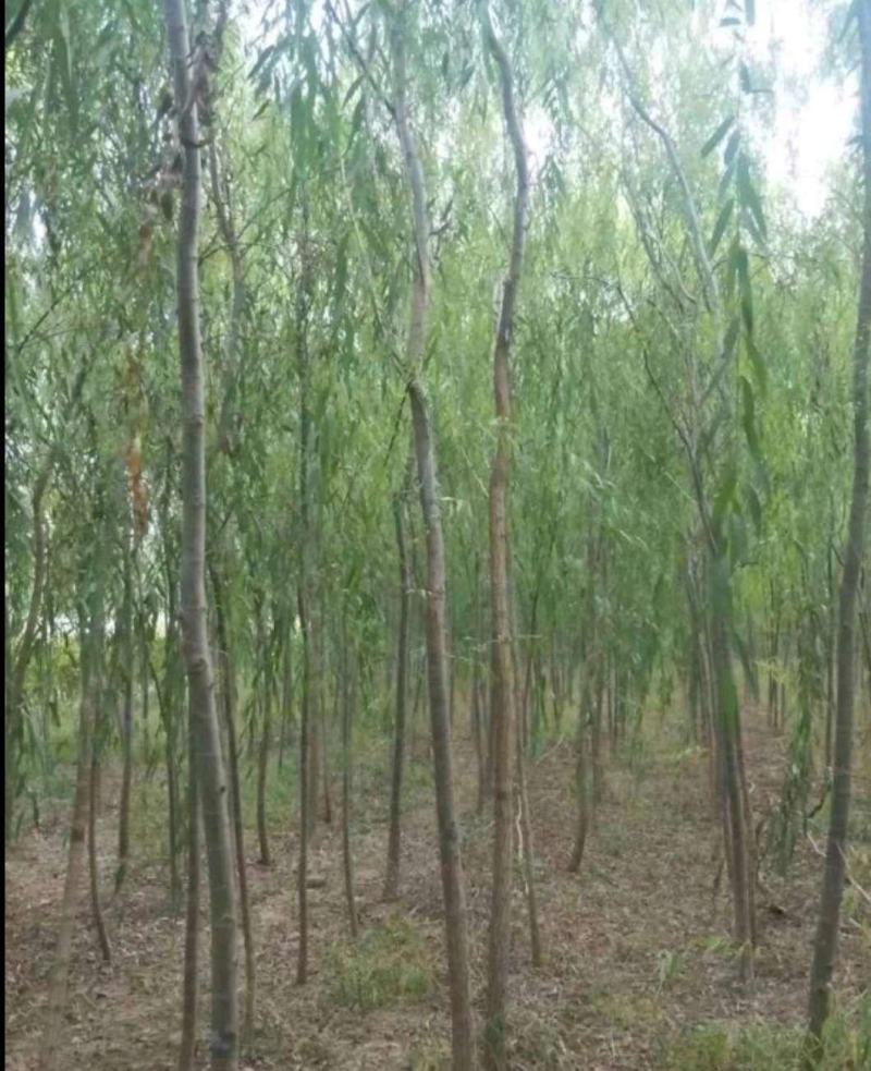 竹柳旱柳直柳大量出售规格全价格低货源足成活率高