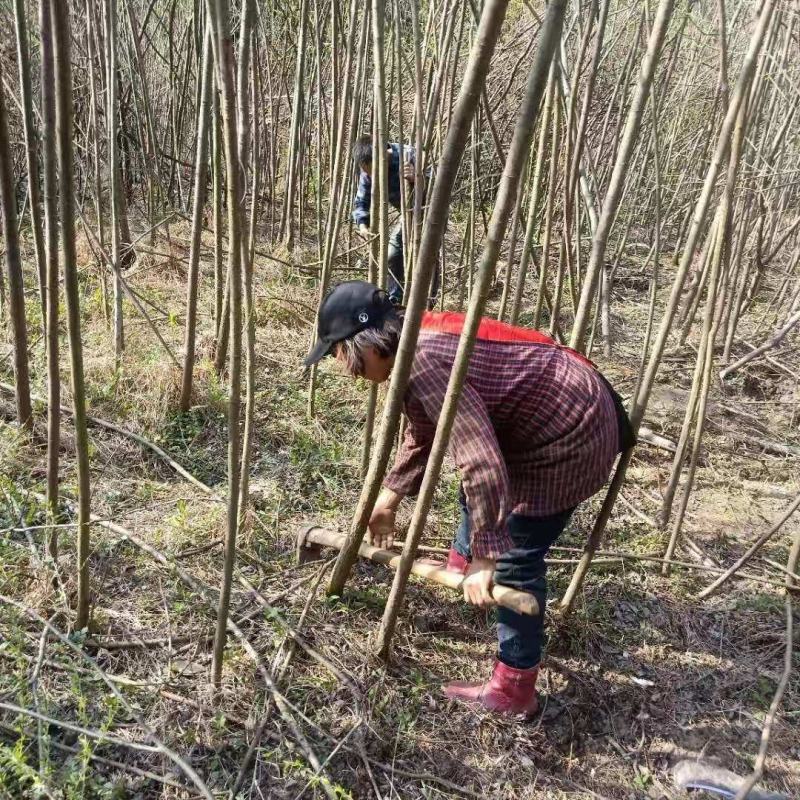 竹柳旱柳直柳大量出售规格全价格低货源足成活率高