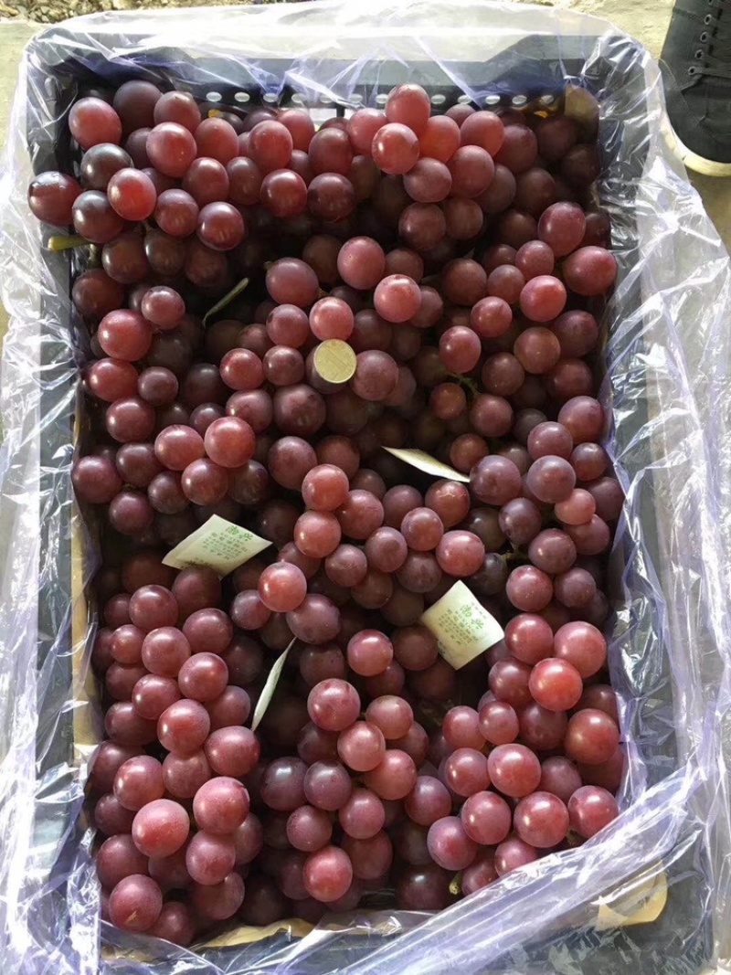 我是河北秦皇岛大量出售巨丰葡萄，粒大色正，无烂果耐运输
