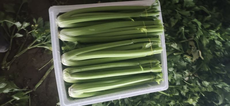 供应优质暖棚西芹，净菜，一手货源，诚信为本