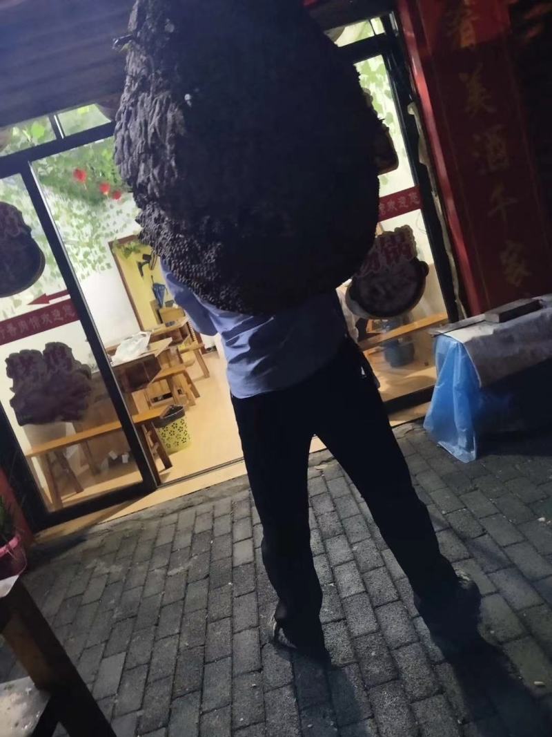 野生马蜂，空蜂巢，蜂房，蜂饼，各种蜂王，免费培训养殖技术