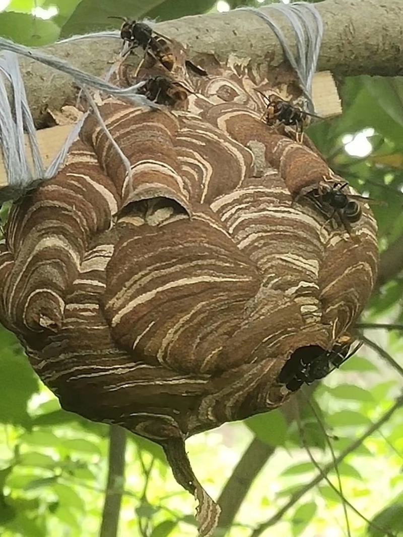 野生马蜂，空蜂巢，蜂房，蜂饼，各种蜂王，免费培训养殖技术