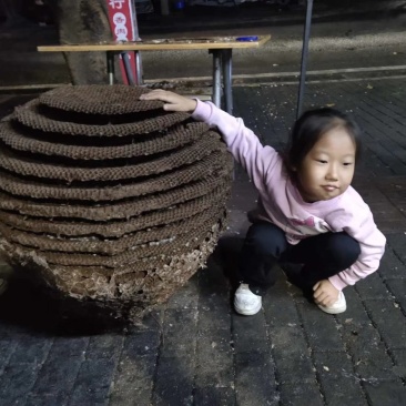 野生马蜂，空蜂巢，蜂房，蜂饼，各种蜂王，免费培训养殖技术