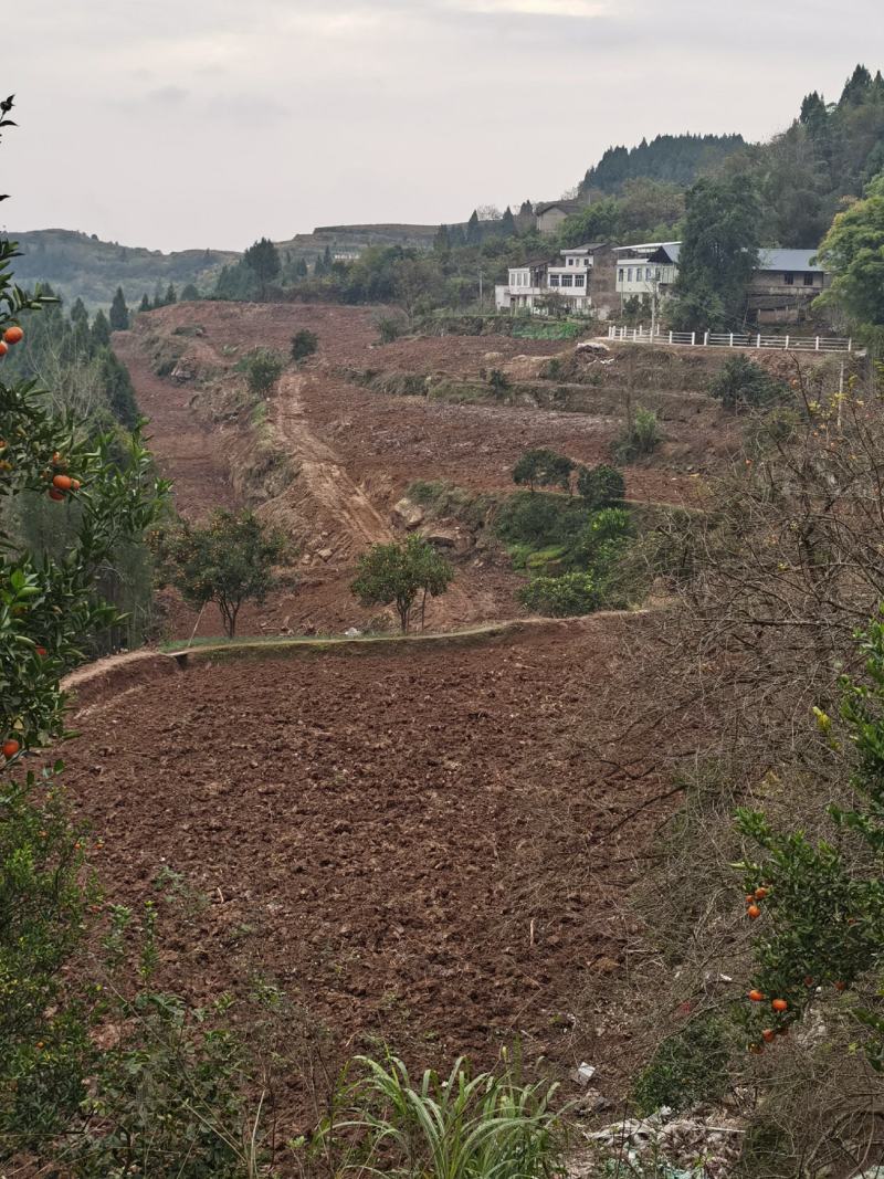 标准化果园出租50亩起租道路管道通平均地租每亩450