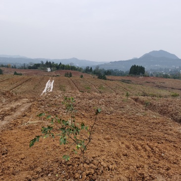 标准化果园出租50亩起租道路管道通平均地租每亩450