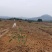 标准化果园出租50亩起租道路管道通平均地租每亩450