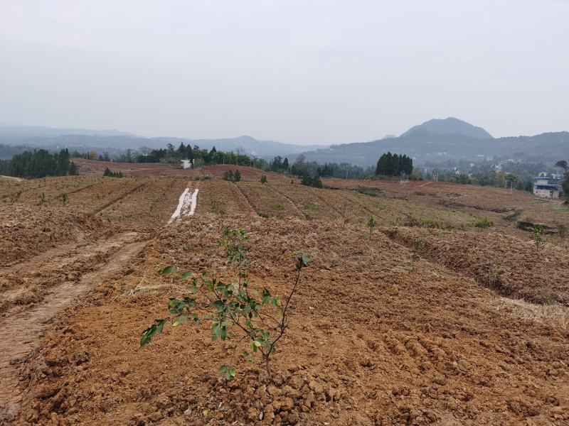 标准化果园出租50亩起租道路管道通平均地租每亩450