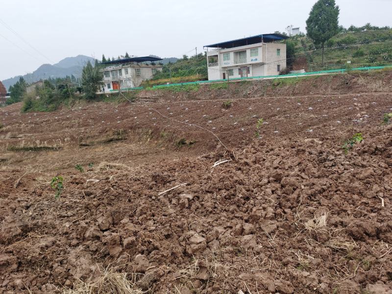 标准化果园出租50亩起租道路管道通平均地租每亩450