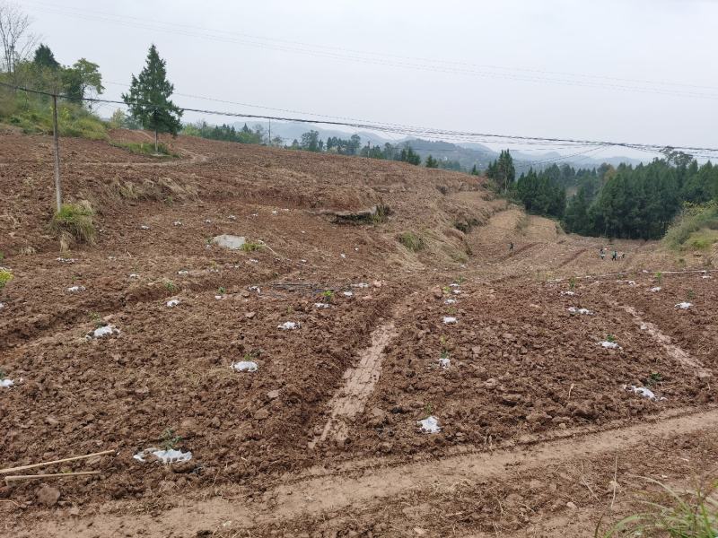 标准化果园出租50亩起租道路管道通平均地租每亩450
