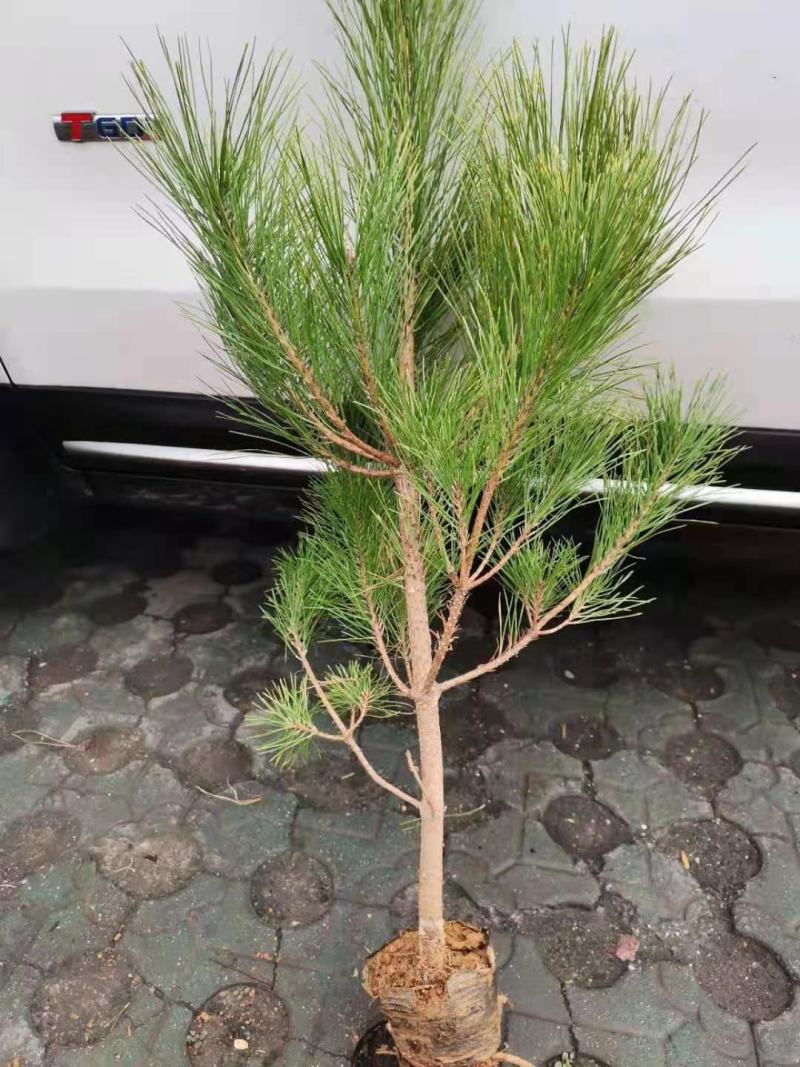 油松杯子苗，1米高，需要的联系