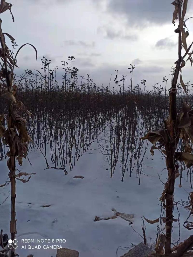 嫁接苹果苗昌阳红苹果苗自家苗圃果苗产地直销保证品种
