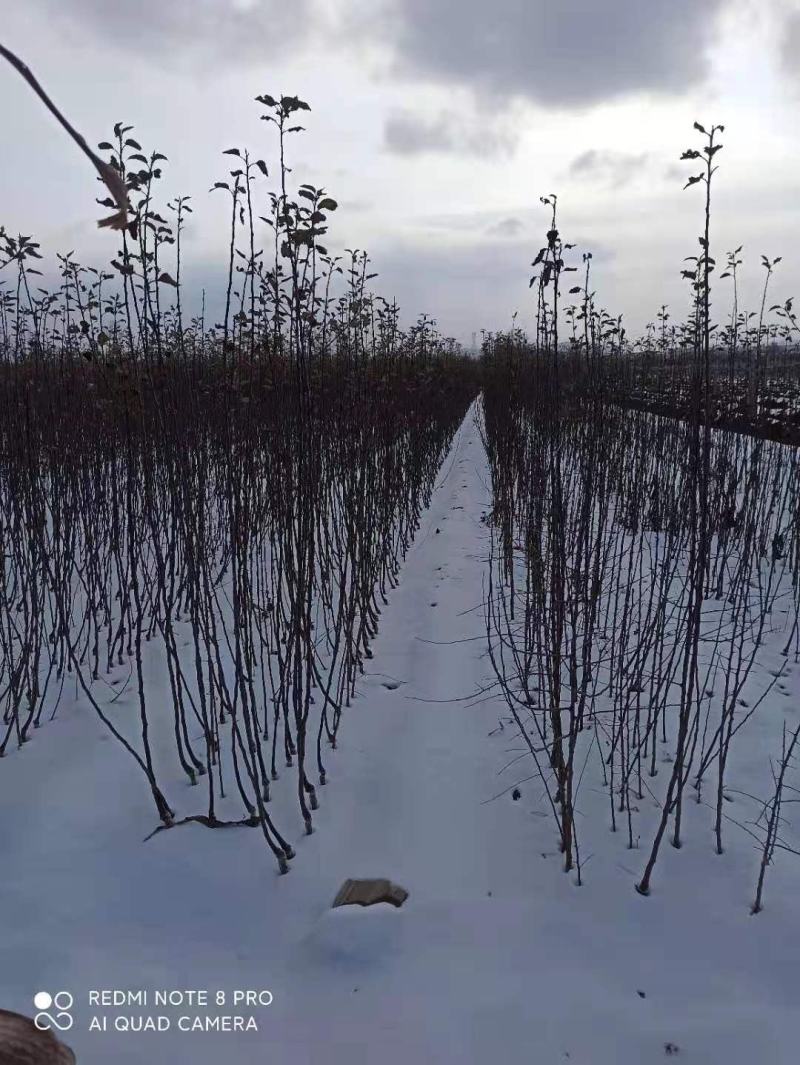 嫁接苹果苗昌阳红苹果苗自家苗圃果苗产地直销保证品种