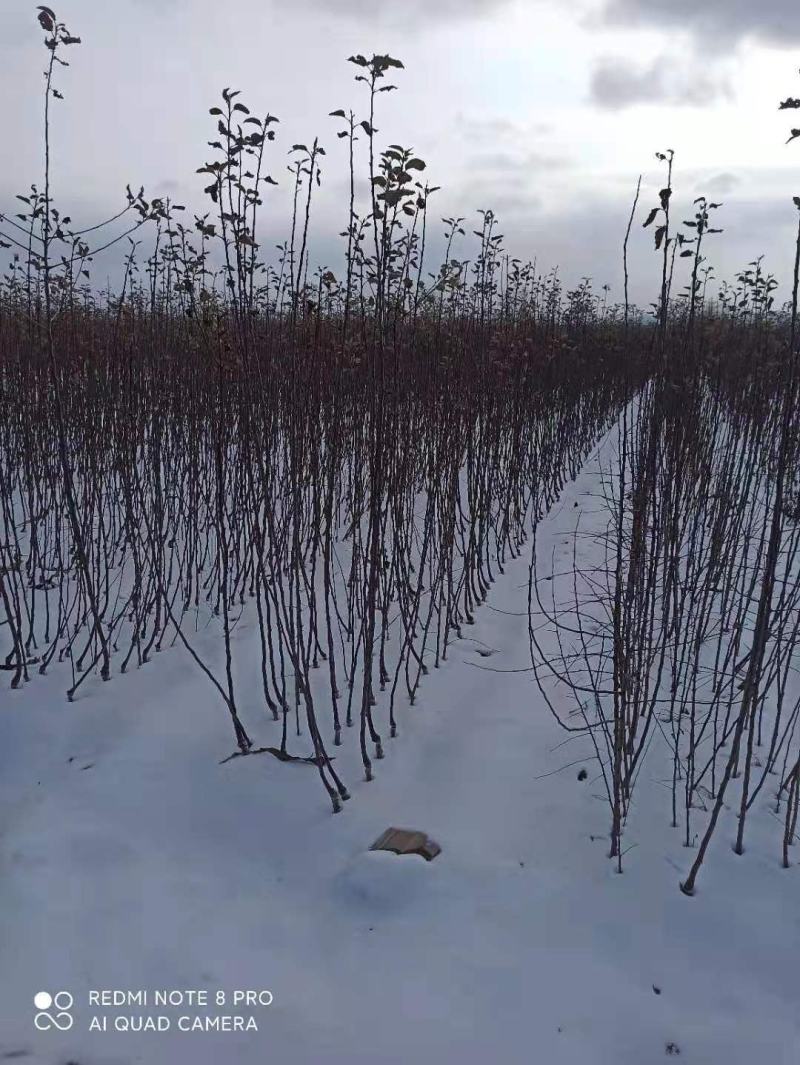 嫁接苹果苗昌阳红苹果苗自家苗圃果苗产地直销保证品种