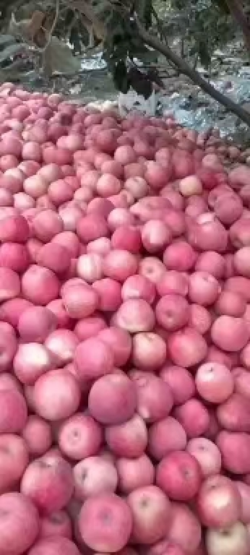 乐亭县冷库富士，地窖富士苹果大量现货需要的老板联系我