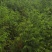柳杉苗杉树苗多年生大苗荒山造林行道树绿化用苗