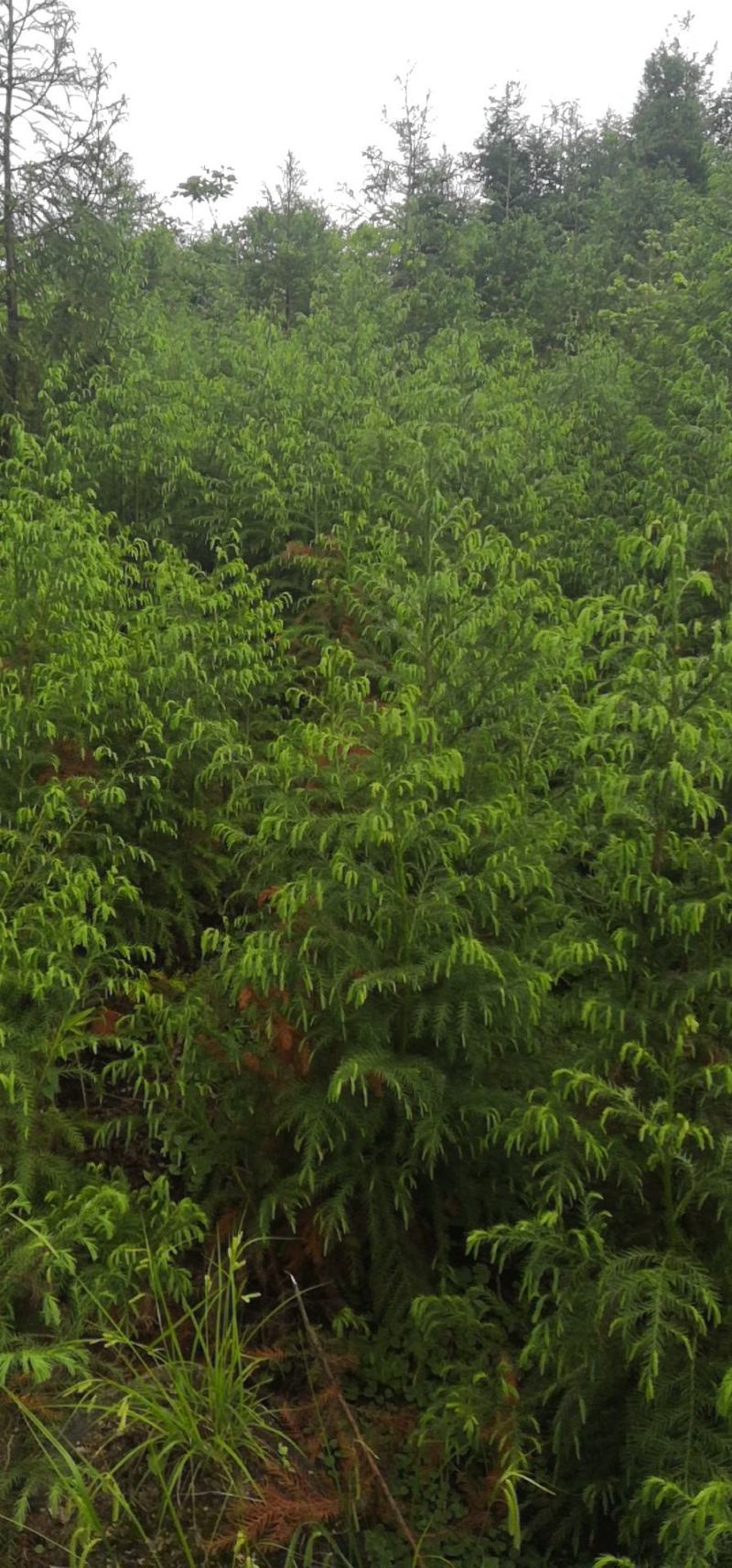 柳杉苗杉树苗多年生大苗荒山造林行道树绿化用苗