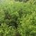 柳杉苗杉树苗多年生大苗荒山造林行道树绿化用苗