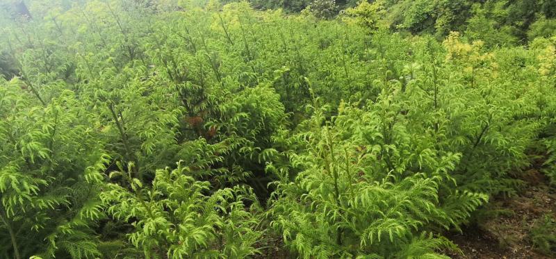 柳杉苗杉树苗多年生大苗荒山造林行道树绿化用苗