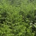 柳杉苗杉树苗多年生大苗荒山造林行道树绿化用苗
