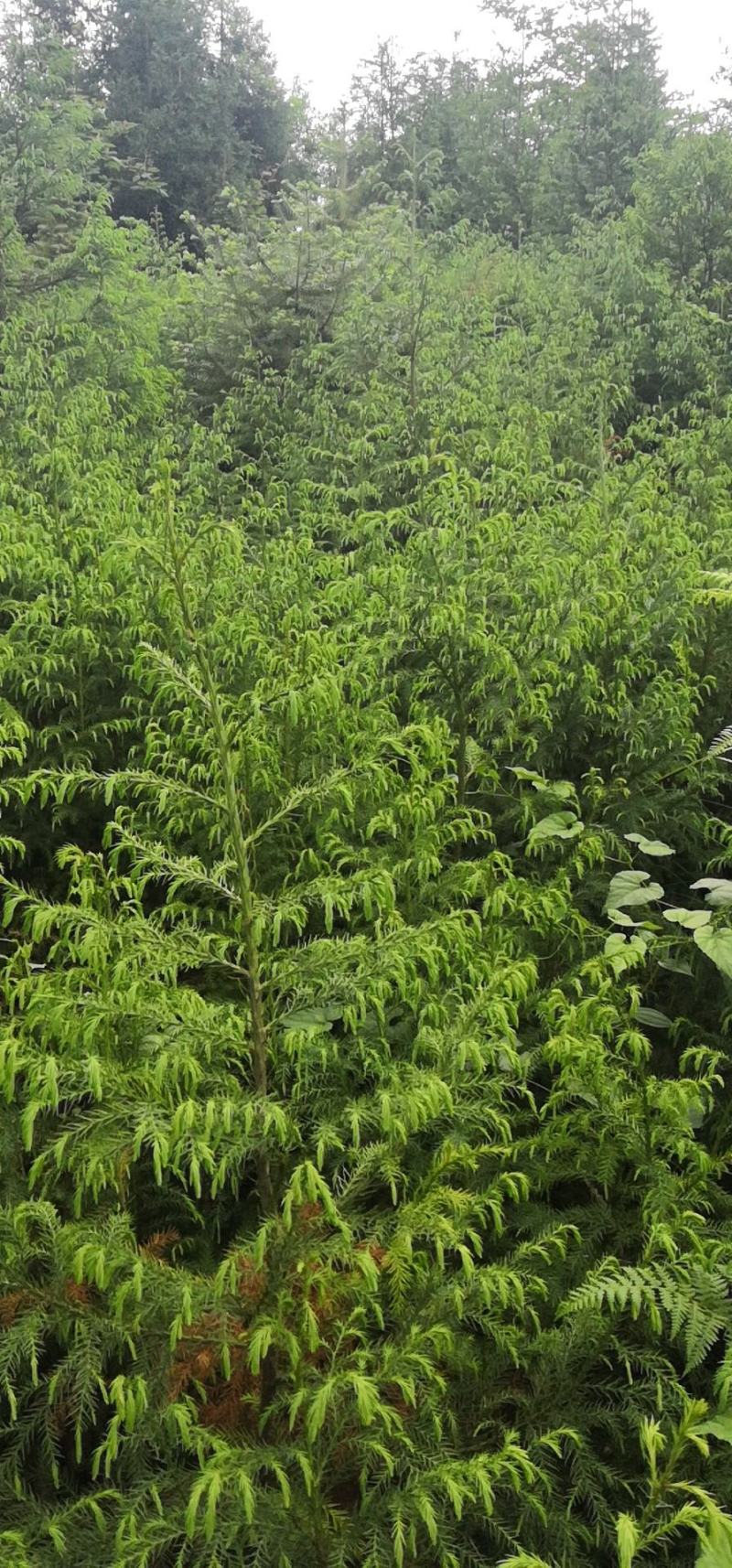 柳杉苗杉树苗多年生大苗荒山造林行道树绿化用苗