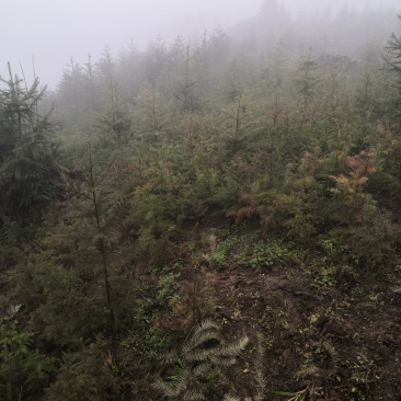 柳杉苗杉树苗多年生大苗荒山造林行道树绿化用苗