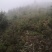 柳杉苗杉树苗多年生大苗荒山造林行道树绿化用苗