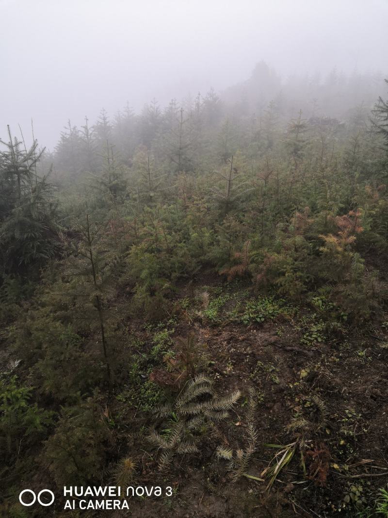 柳杉苗杉树苗多年生大苗荒山造林行道树绿化用苗