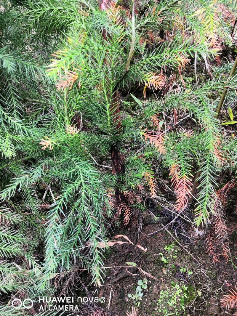 柳杉苗杉树苗多年生大苗荒山造林行道树绿化用苗