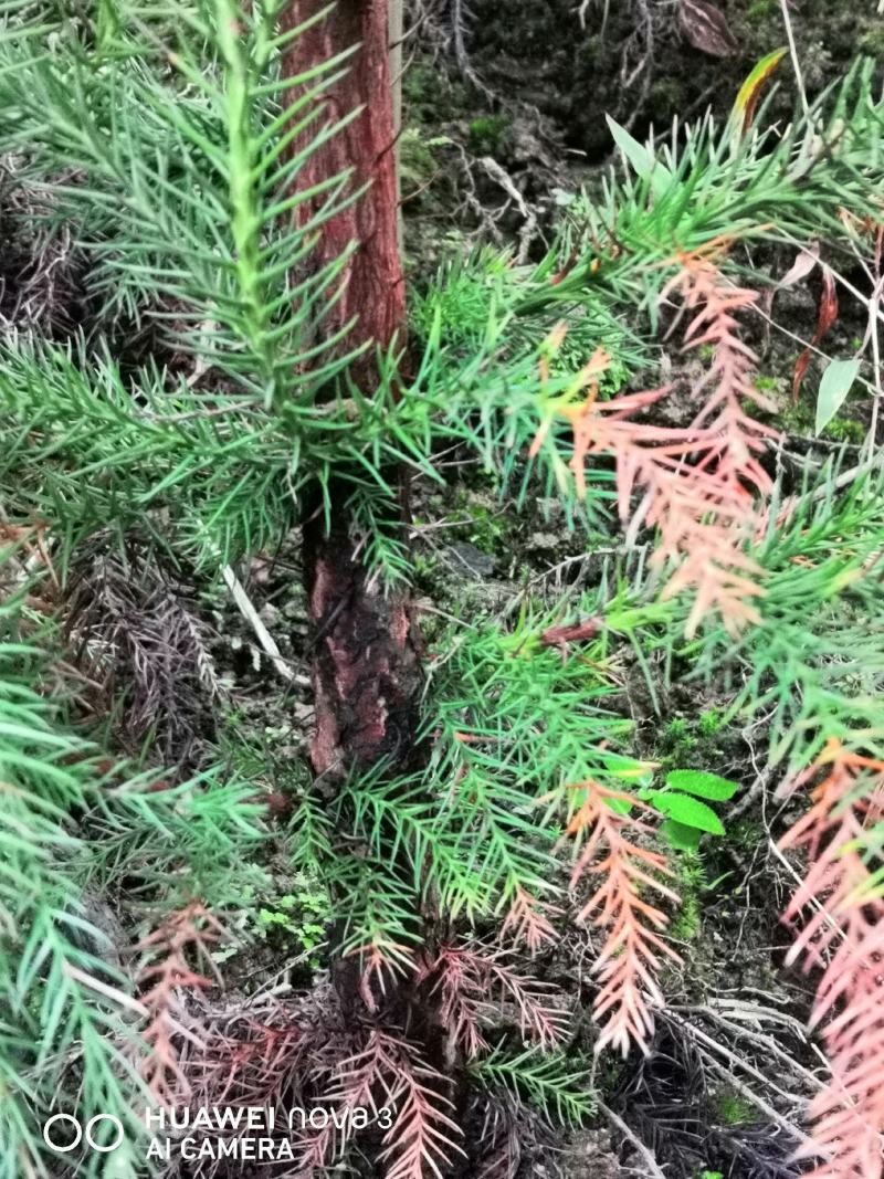 柳杉苗杉树苗多年生大苗荒山造林行道树绿化用苗